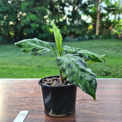 #15 Aglaonema Pictum Tricolor