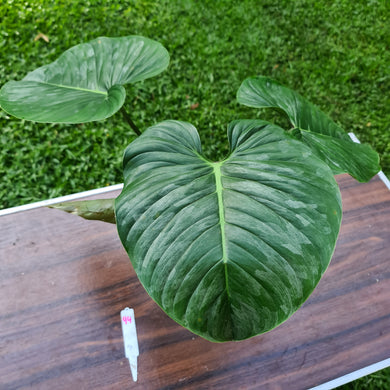 #94 Very Large Philodendron Sodiroi