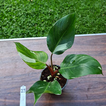 Load image into Gallery viewer, #23 Philodendron White Knight