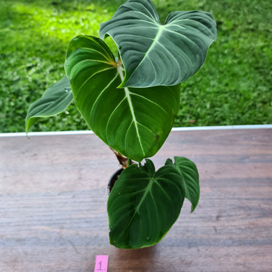 #1 Philodendron Gloriosum