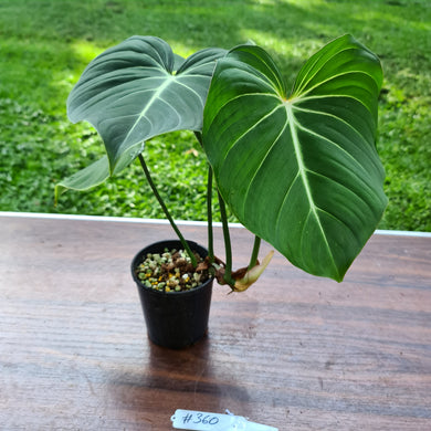 #360 Philodendron Gloriosum