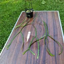 Load image into Gallery viewer, #88 Huperzia Nummularifolia - New Guinea Flat Tassel