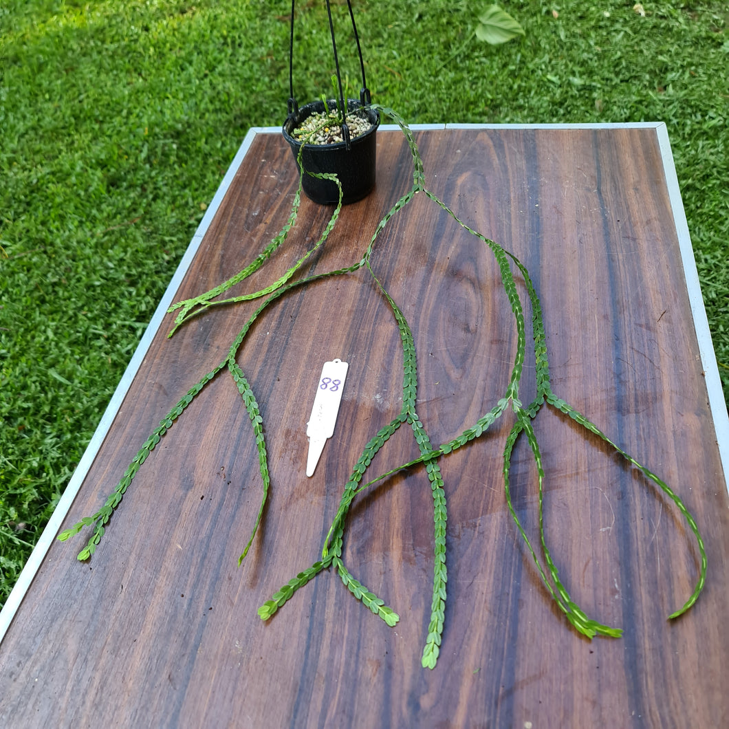 #88 Huperzia Nummularifolia - New Guinea Flat Tassel