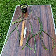 Load image into Gallery viewer, #88 Huperzia Nummularifolia - New Guinea Flat Tassel