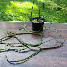 Load image into Gallery viewer, #88 Huperzia Nummularifolia - New Guinea Flat Tassel