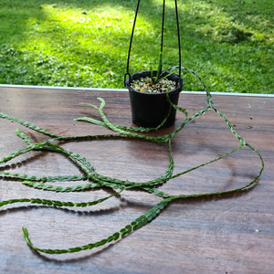 #88 Huperzia Nummularifolia - New Guinea Flat Tassel