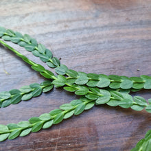 Load image into Gallery viewer, #88 Huperzia Nummularifolia - New Guinea Flat Tassel