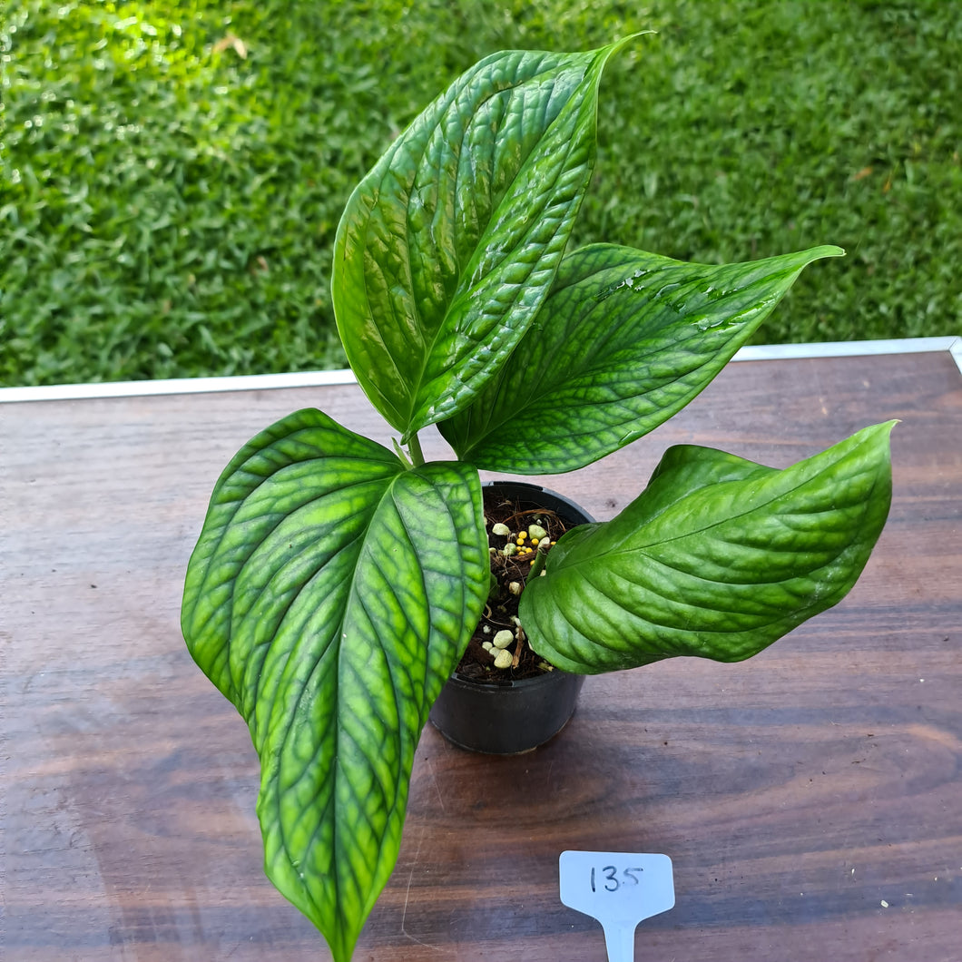 #135 Monstera Peru / Karstenianum