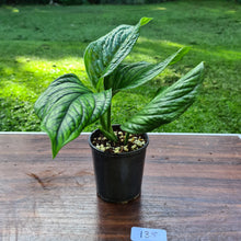 Load image into Gallery viewer, #135 Monstera Peru / Karstenianum