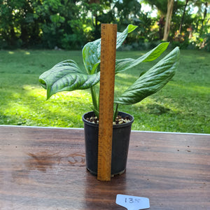 #135 Monstera Peru / Karstenianum