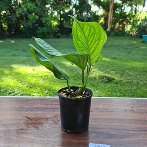 #135 Monstera Peru / Karstenianum