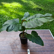 Load image into Gallery viewer, #21 Philodendron Corsinianum / &#39;Bronze Shield&#39;