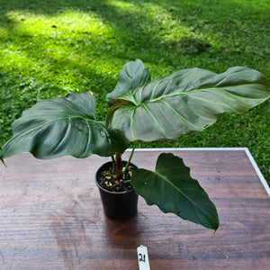 #21 Philodendron Corsinianum / 'Bronze Shield'