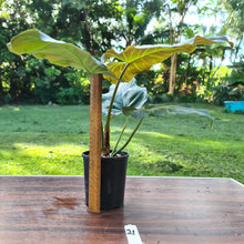 Load image into Gallery viewer, #21 Philodendron Corsinianum / &#39;Bronze Shield&#39;