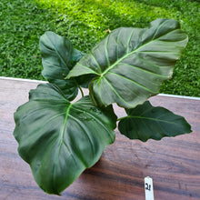 Load image into Gallery viewer, #21 Philodendron Corsinianum / &#39;Bronze Shield&#39;