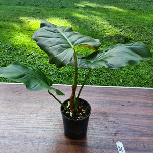 #21 Philodendron Corsinianum / 'Bronze Shield'