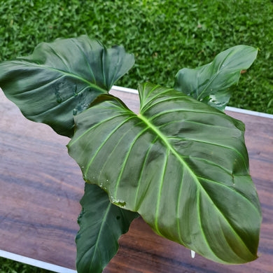 #21 Philodendron Corsinianum / 'Bronze Shield'