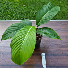 Load image into Gallery viewer, #38 Philodendron Geniculatum