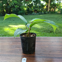 Load image into Gallery viewer, #38 Philodendron Geniculatum