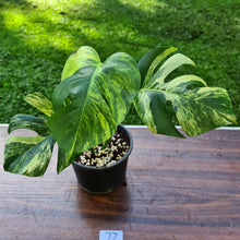 Load image into Gallery viewer, #77 Variegated Monstera Deliciosa Aurea