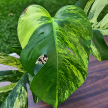 Load image into Gallery viewer, #77 Variegated Monstera Deliciosa Aurea