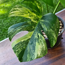 Load image into Gallery viewer, #77 Variegated Monstera Deliciosa Aurea
