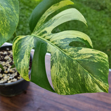 Load image into Gallery viewer, #77 Variegated Monstera Deliciosa Aurea