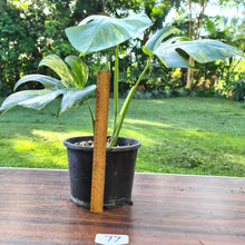 Load image into Gallery viewer, #77 Variegated Monstera Deliciosa Aurea