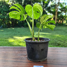 Load image into Gallery viewer, #77 Variegated Monstera Deliciosa Aurea