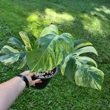 Load image into Gallery viewer, #77 Variegated Monstera Deliciosa Aurea