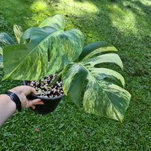 Load image into Gallery viewer, #77 Variegated Monstera Deliciosa Aurea