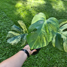 Load image into Gallery viewer, #77 Variegated Monstera Deliciosa Aurea