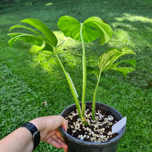 Load image into Gallery viewer, #77 Variegated Monstera Deliciosa Aurea
