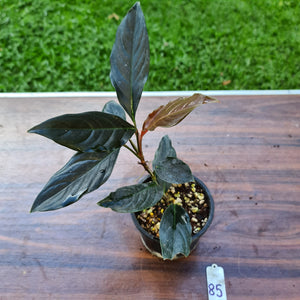 #85 Rhodospatha Sp. 'Red Back'
