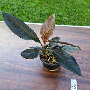 #85 Rhodospatha Sp. 'Red Back'