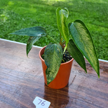 Load image into Gallery viewer, #76 Anthurium NOID