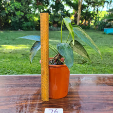 Load image into Gallery viewer, #76 Anthurium NOID