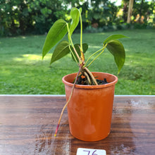 Load image into Gallery viewer, #76 Anthurium NOID