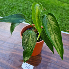 Load image into Gallery viewer, #76 Anthurium NOID
