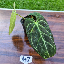 Load image into Gallery viewer, #47 Anthurium Crystallinum Hybrid