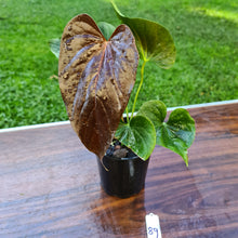 Load image into Gallery viewer, #89 Anthurium Moodeanum - 2 x heads