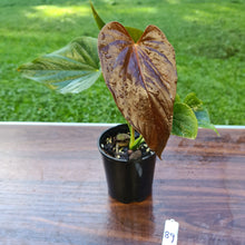 Load image into Gallery viewer, #89 Anthurium Moodeanum - 2 x heads