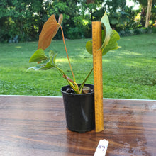 Load image into Gallery viewer, #89 Anthurium Moodeanum - 2 x heads
