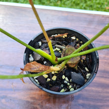 Load image into Gallery viewer, #89 Anthurium Moodeanum - 2 x heads