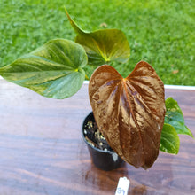 Load image into Gallery viewer, #89 Anthurium Moodeanum - 2 x heads