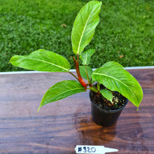 Load image into Gallery viewer, #320 Philodendron Geniculatum