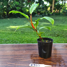 Load image into Gallery viewer, #320 Philodendron Geniculatum