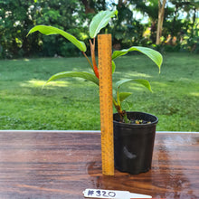 Load image into Gallery viewer, #320 Philodendron Geniculatum