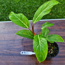 Load image into Gallery viewer, #320 Philodendron Geniculatum