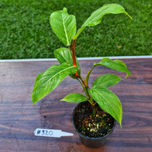 Load image into Gallery viewer, #320 Philodendron Geniculatum
